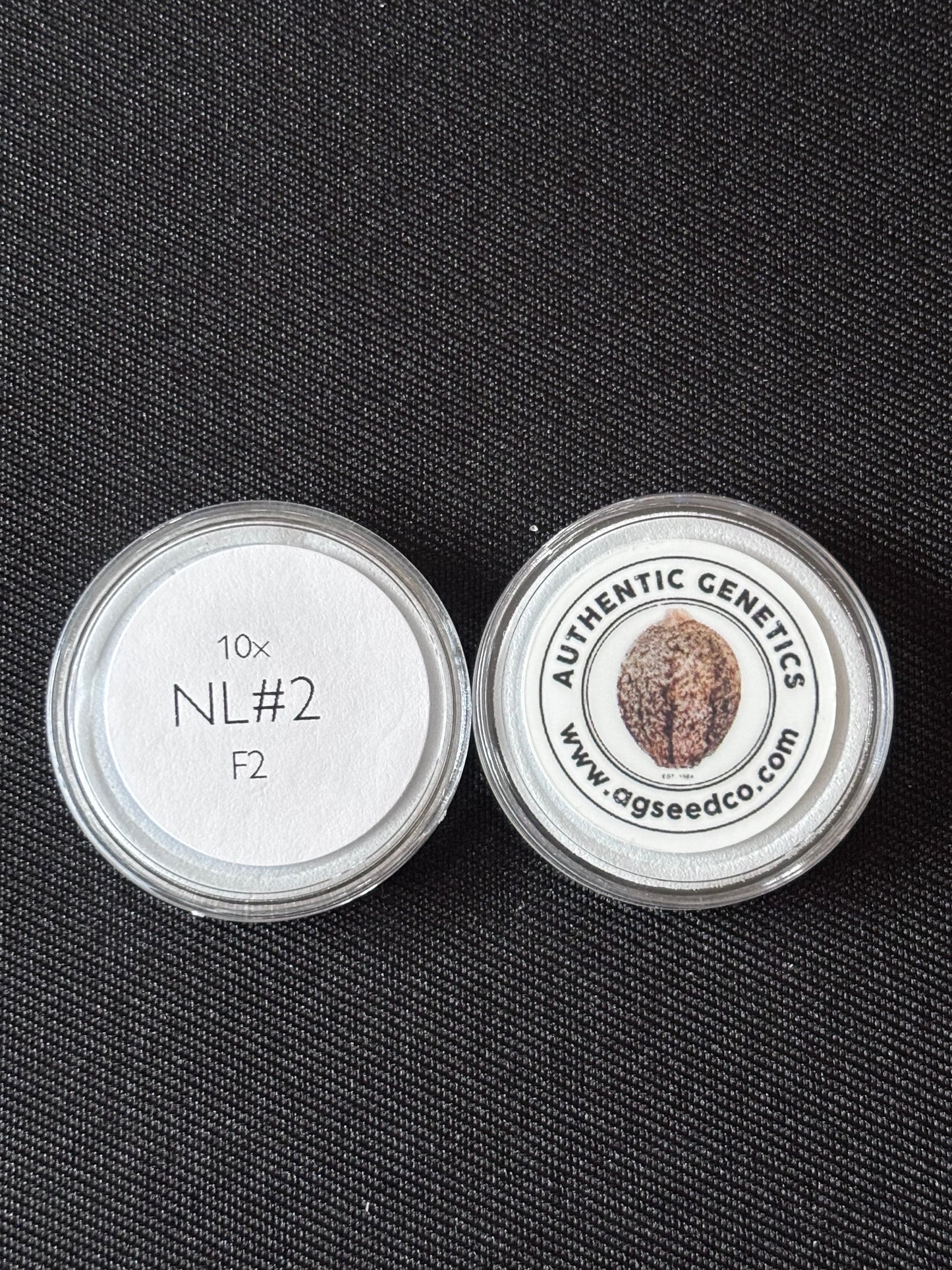 Authentic Genetics - Northern Lights #2 F2